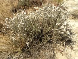 Image result for Eriocephalus luederitzianus