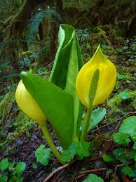 Maybe you would like to learn more about one of these? Lysichiton Americanus Wikipedia