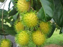 Yellow Rambutan Fruits Exotiques Arbre Fruitier Fruits Tropicaux