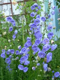 Campanula Persicifolia La Belle Double Peach Leafed Bellflower Perennial Plants Spring Garden Flowers Early Spring Flowers