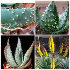 Image result for Aloe aculeata × ortholopha