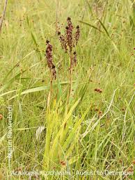 Image result for Orthochilus holubii