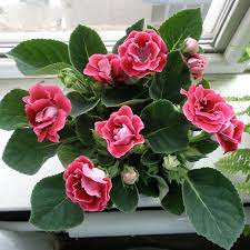 Check spelling or type a new query. Najbolje Cvece Za Stan