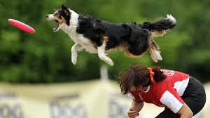 A worthless or contemptible person. Dogs Mirror The Stress From Their Humans Study Finds Shots Health News Npr