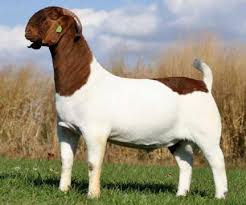 31 Goat Breeds For Milk Meat Fiber You Ll Need On The Farm Boer Goats Goats For Sale Animals