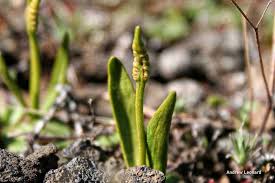 Image result for Elaphoglossum lancifolium