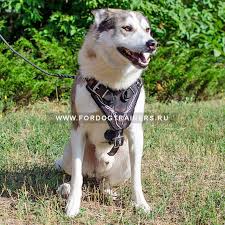 kozhanaya shleya s risunkom kolyuchaya provoloka h1 bw 9446 11 rub dogs husky animals