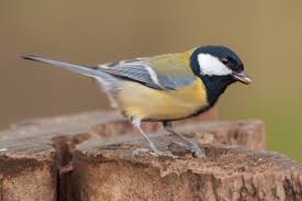 Image result for Kohlmeise vogelhouse