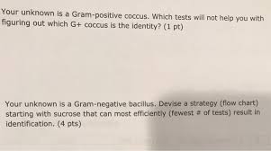 Solved Your Unknown Is A Gram Positive Coccus Which Test