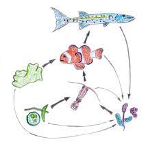 For instance, removing a top predator may cause its prey to become. Food Web Simple English Wikipedia The Free Encyclopedia