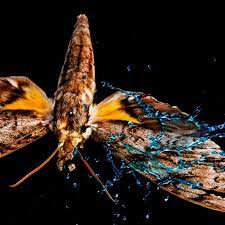 Mariposas Fotos Y Caracteristicas