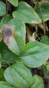 We did not find results for: Yellowing Leaves On Rhodo And Autumnalus Clematis Problems 428732 Ask Extension
