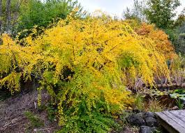 Image result for Seddera suffruticosa