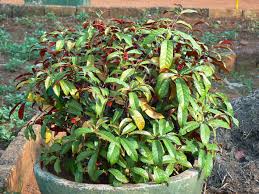 Image result for Excoecaria bussei