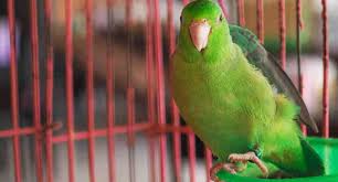 Many greys also enjoy a variety of treats and snacks, such as nuts and healthy table foods like steamed green beans, breakfast toast, and salad. 5 Green Parrot Species To Keep As Pets