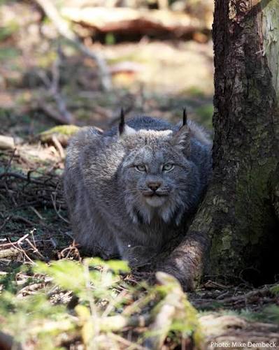 This #InternationalCatDay, meet one of Canada's wild cats, the Canada lynx!  Distinguished by their long ear tufts and black-tipped tail, lynx are often  mistaken for their cousin, the bobcat. Their lar