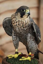Peregrines primarily eat other birds, which makes up about 75% of their diet; Top 10 Fastest Birds In The World Fastest Bird World Birds Peregrine Falcon