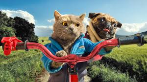 Cat And Dog Road Trip Youtube