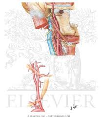 Dec 11, 2016 · common carotid artery the right and left common carotid arteries (cca) course superiorly on both sides of the neck lying within the respective carotid space, anteromedial to the internal jugular veins and accompanied by the vagus nerve. Carotid Arteries