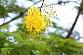 Tiểu vy lạ lẫm với tóc. Hoa Hoang Yáº¿n Vá»›i Nhá»¯ng Y NghÄ©a Va Cong Dá»¥ng It NgÆ°á»i Biáº¿t