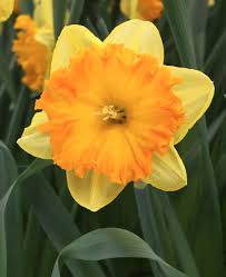 Pin On Garden