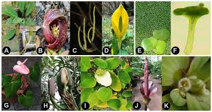 Image result for Araceae
