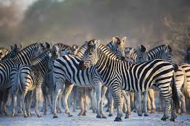 We've made an a to z list of african animals to. Africa S Top 12 Safari Animals And Where To Find Them
