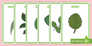 A subreddit for the identification of trees. Free Tree Leaf Identification Display Posters