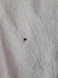 We did not find results for: Small Grey Flying Insects In Bathroom Ideas Minimalist Home Design Ideas