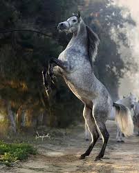 Arabian Horse Rearing Horses Horse Rearing Dapple Grey Horses
