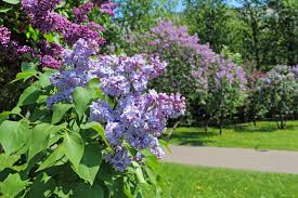I live in southern illinois. Moving Lilac Shrubs Tips On How To Transplant A Lilac In The Landscape