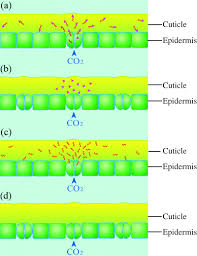 Check spelling or type a new query. Signals From The Cuticle Affect Epidermal Cell Differentiation Bird 2003 New Phytologist Wiley Online Library