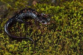 Image result for Pycnostachys orthodonta