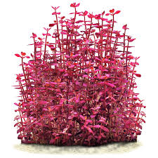 Image result for foto bacopa