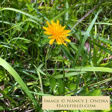 Image result for Cyphia brachyandra