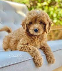 I have goldendoodle puppies, 1 cream male, 2 black males, and 1 cream female. Doodle Bliss Exceptionally Bred Goldendoodles In Gilbert Az
