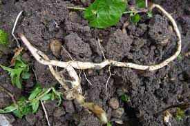 The bindweed botanically known as convolvus arvensis is a very difficult weed to control. How To Get Rid Of Bindweed Gardening Wise Living Magazine