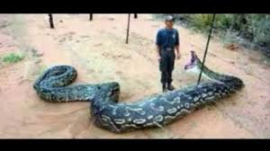 Image result for snakes