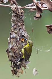Female Sunbird27422 Jpg 667 1000 Ninho Aves