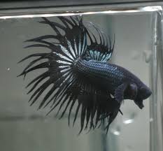 Live Betta Tropical Betta Fish Black Orchid Crowntail Betta K9 Betta Fish Ideas Of Betta Fish Bettafish Live Betta T Betta Fish Betta Small Fish Tanks