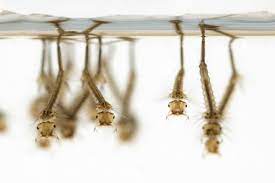 Killing Mosquito Larvae In Standing Water Thriftyfun