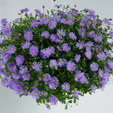 Image result for Brachycome mossambicensis