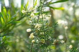 Image result for Acacia hockii