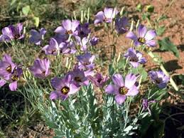 Image result for eustoma maurine