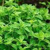 It is an aromatic and distinctive herb with a sweet, resinous flavor. 1