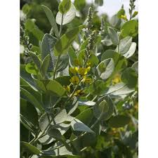 Image result for Indigofera simplicifolia