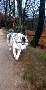  My Good Boy Big Dog Little Dog Big Dogs Little Dogs