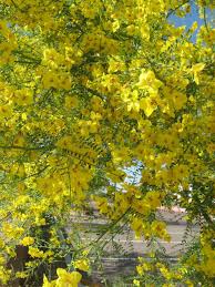 Yellow flowering trees in texas. 27 Terrific Flowering Trees For Texas Yards Progardentips