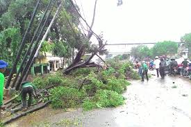 We did not find results for: Dua Pohon Tumbang 3 Rumah Rusak 2 Orang Terluka