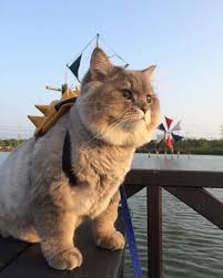 374 watchers38.7k page views1.4k deviations. Image May Contain Sky And Outdoor Cute Animals Cats Cute Cats